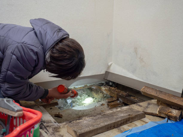 Best Mold Removal for HVAC Installations  in North Manchester, IN