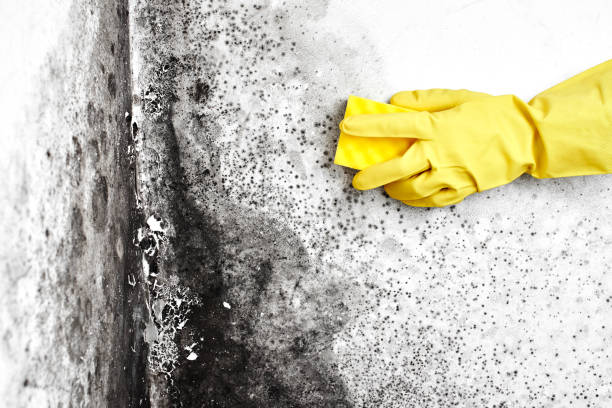 Best Commercial Mold Inspection  in North Manchester, IN